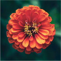 Detailed picture of a flower from above