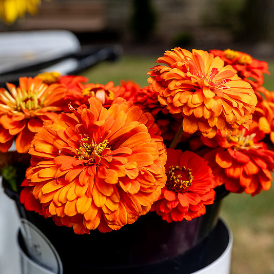 Orange flowers in a bucket