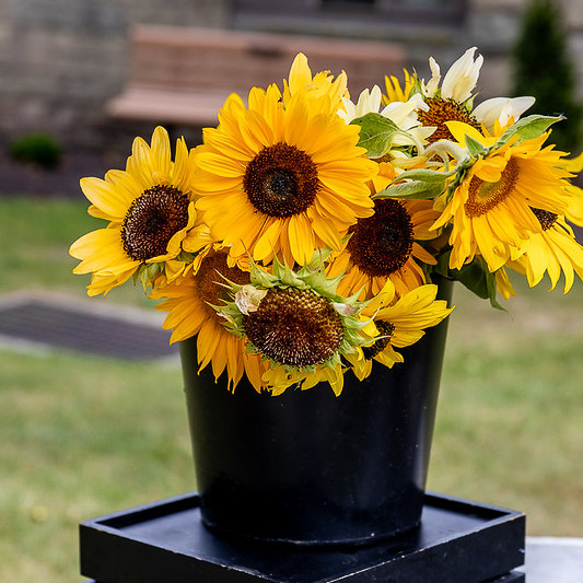 Sunflowers in a bucket